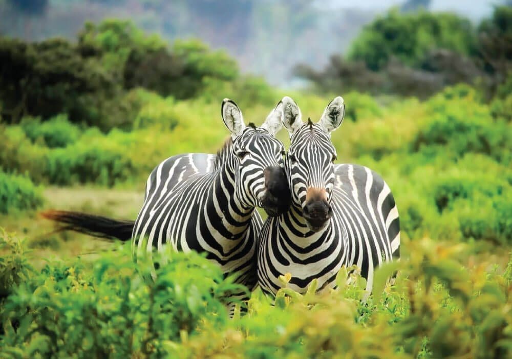 africa-feature-1 2 zebras taking a stroll
