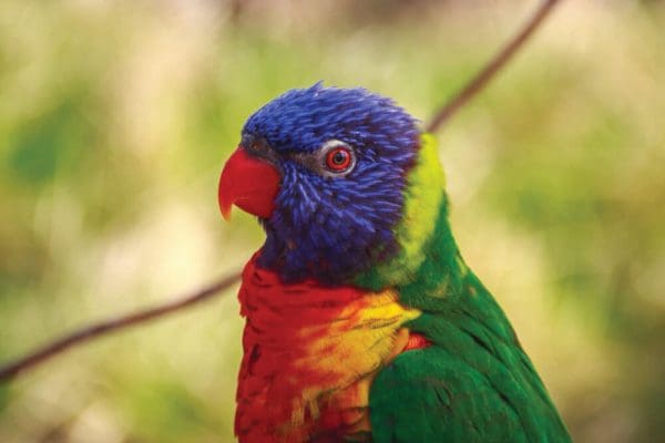 beautiful bird