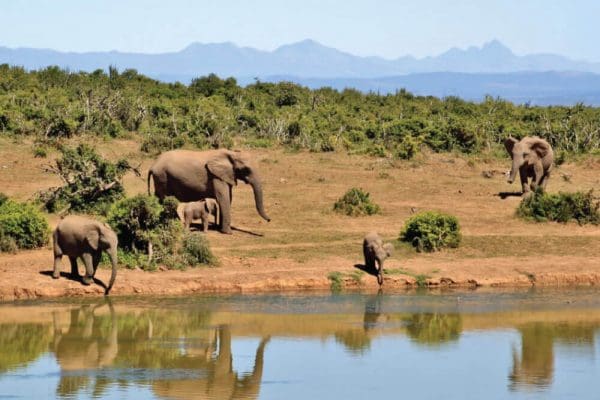 safari excursion