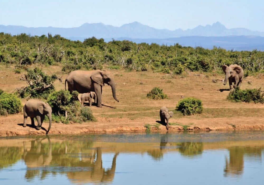 africa-feature-image-6 safari excursion