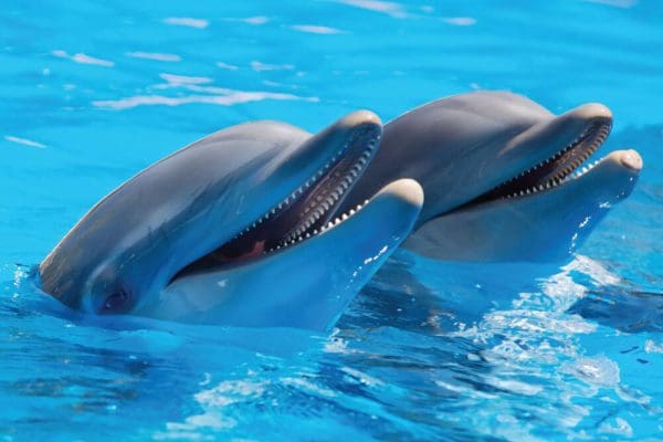 dolphins swimming in the ocean