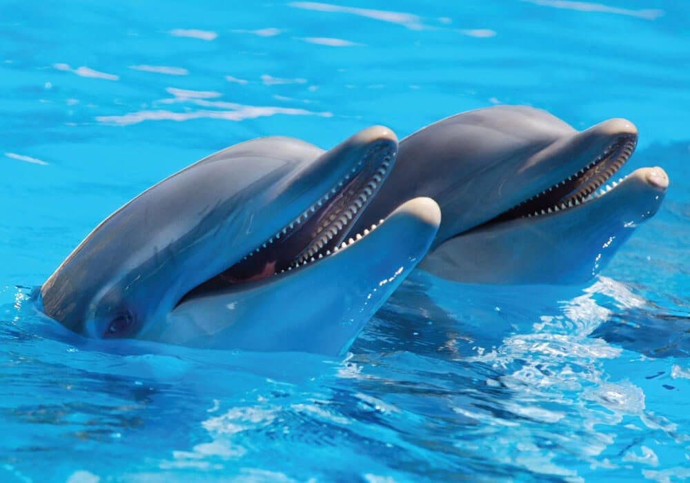 caribbean-feature-5 dolphins swimming in the ocean